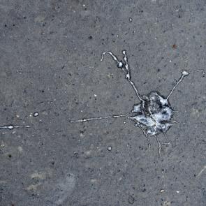 Déambulation dérogatoire Michel Séméniako