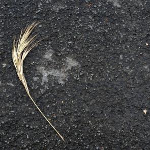 Déambulation dérogatoire Michel Séméniako