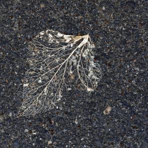 Déambulation dérogatoire Michel Séméniako