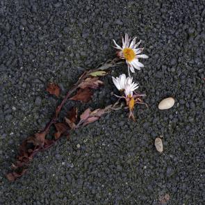 Déambulation dérogatoire Michel Séméniako