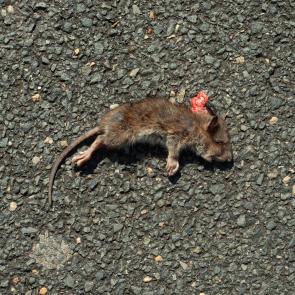 Déambulation dérogatoire Michel Séméniako