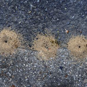 Déambulation dérogatoire Michel Séméniako