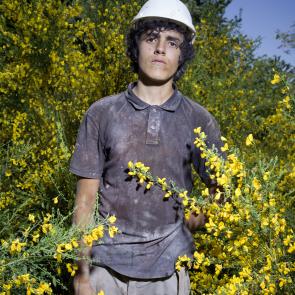 Les genêts Laurent Monlaü