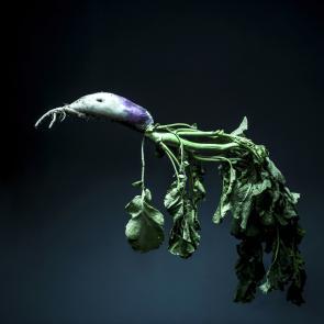 Still Life Joanna Tarlet Gauteur