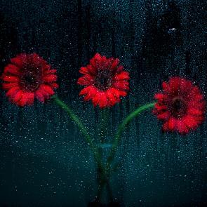 Rainy Day Joanna Tarlet Gauteur