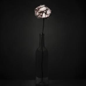 Still Life Joanna Tarlet Gauteur