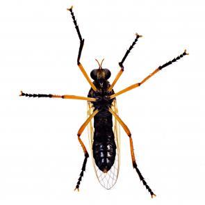 Prélude Laurent Monlaü