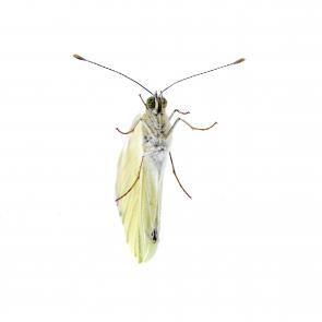 Prélude Laurent Monlaü