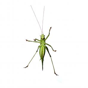 Prélude Laurent Monlaü