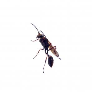 Prélude Laurent Monlaü