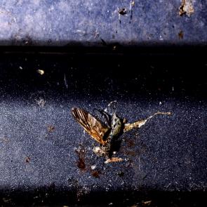 L'accident Laurent Monlaü