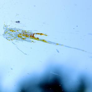 L'accident Laurent Monlaü