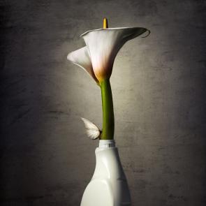 Embouteillages Ludovic Alussi