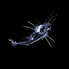 Entre les barbelés Ludovic Alussi