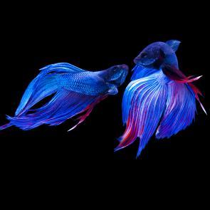 Matières Ludocic Alussi