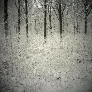 Promenons-nous dans le bois Patrick Bard