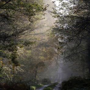 Promenons-nous dans le bois Patrick Bard
