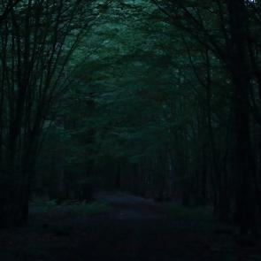 Promenons-nous dans le bois Patrick Bard