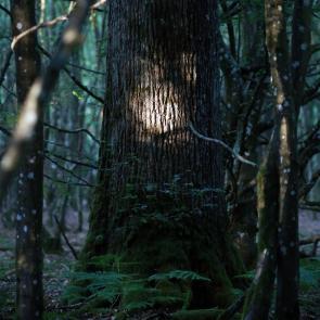 Promenons-nous dans le bois Patrick Bard