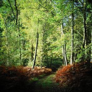 Promenons-nous dans le bois Patrick Bard
