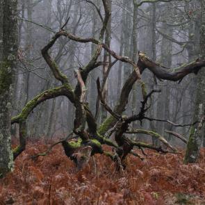 Promenons-nous dans le bois Patrick Bard