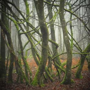 Promenons-nous dans le bois Patrick Bard