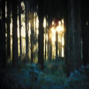 Promenons-nous dans le bois Patrick Bard