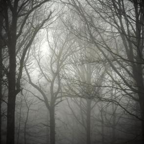 Promenons-nous dans le bois Patrick Bard