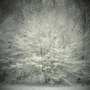 Promenons-nous dans le bois Patrick Bard