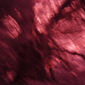 La forêt écarlate Patrick Bard