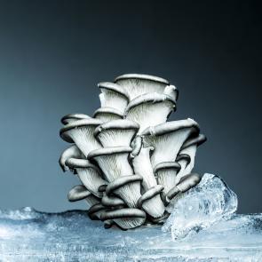 Still life Joanna Tarlet Gauteur