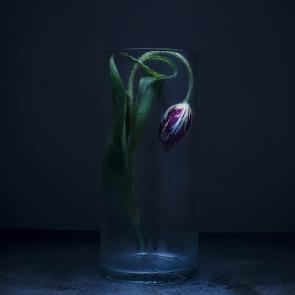 Dancing Tulips Joanna Tarlet Gauteur