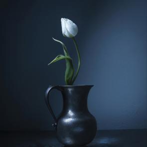 Dancing Tulips Joanna Tarlet Gauteur