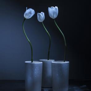 Dancing Tulips Joanna Tarlet Gauteur