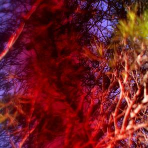 Insulaire, sur les traces de Saint-John Perse Sandrine Expilly