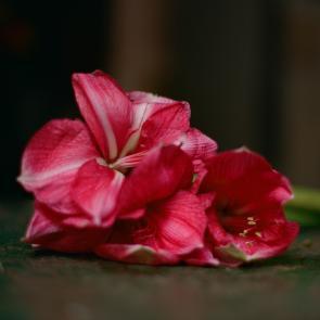 Fleurs et jardins Carole Bellaïche