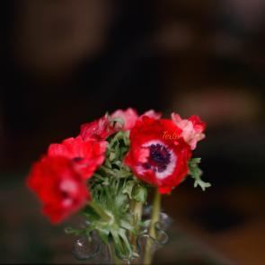 Fleurs et jardins Carole Bellaïche