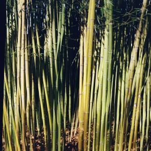 Fleurs et jardins Carole Bellaïche