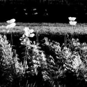 Fleurs et jardins Carole Bellaïche