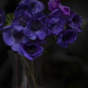 Fleurs et jardins Carole Bellaïche