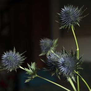Fleurs et jardins Carole Bellaïche