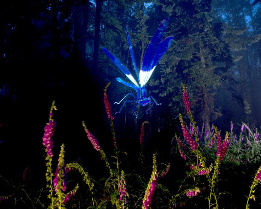 Libellule dans la forêt Barocco Laurent Monlaü