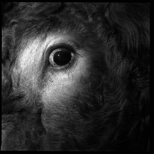 Oeil Xavier Lambours