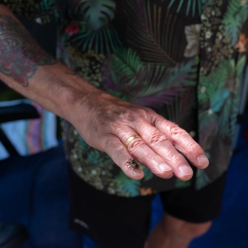 Main sur laquelle s'est pose un insecte