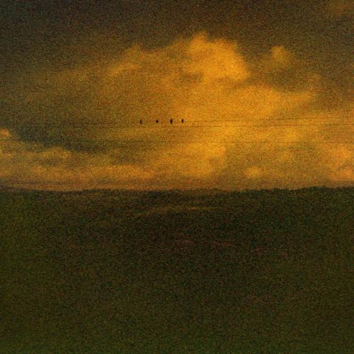 paysage sombre avec une ligne d'horizon et des oiseaux sur un lil electrique