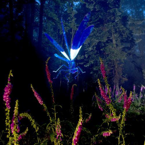 Libellule dans la forêt Barocco Laurent Monlaü