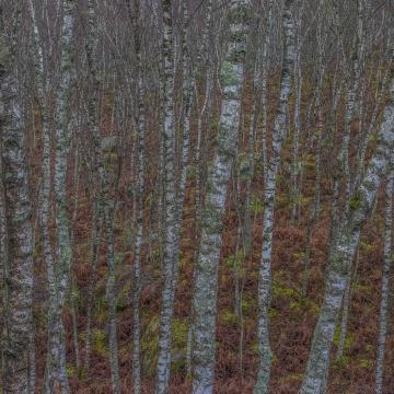 Promontoires du Silence