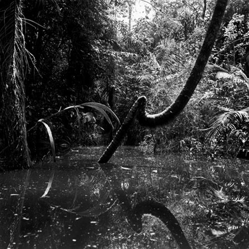 Amazone, un monde en suspens