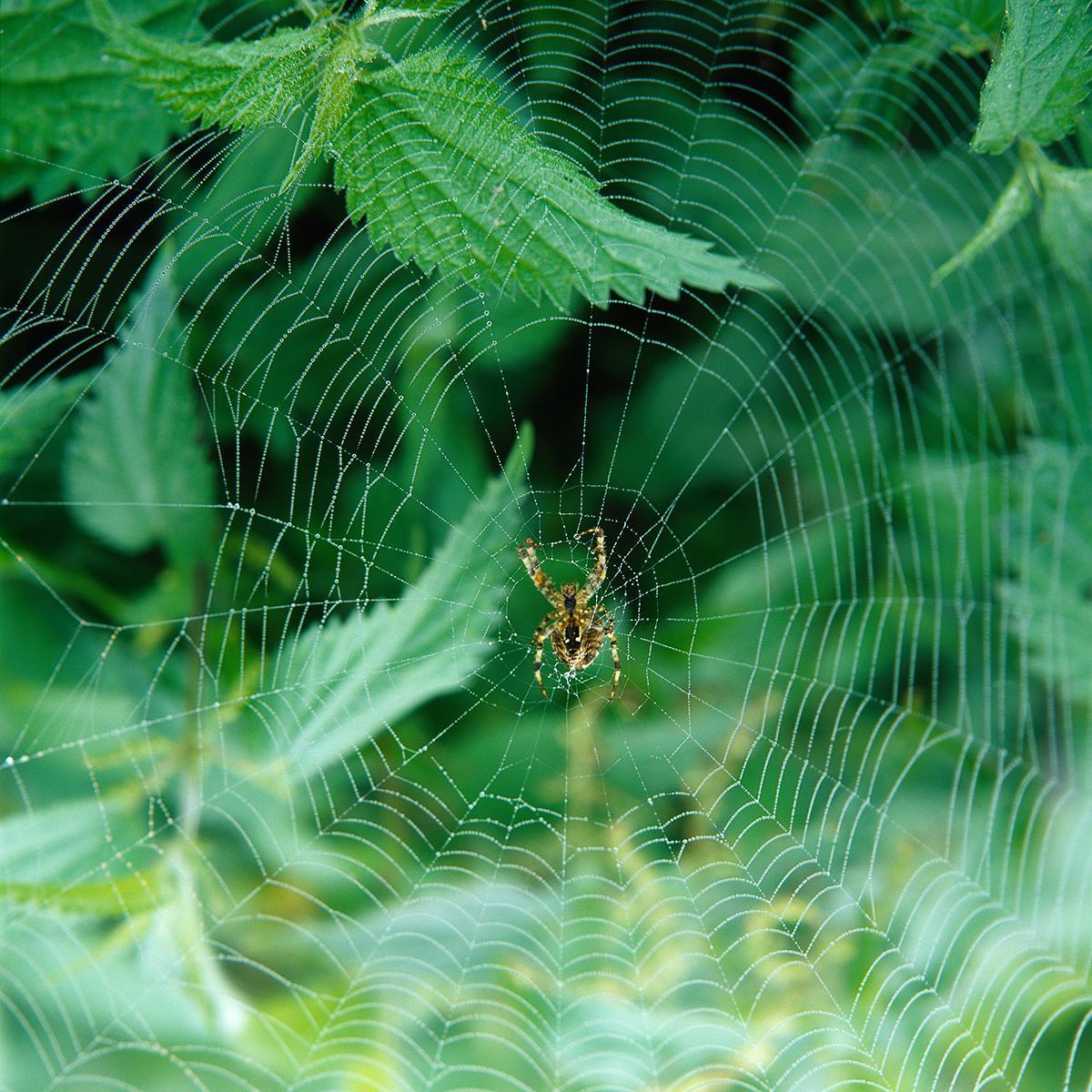 MLIESSE_POUCETTE_007