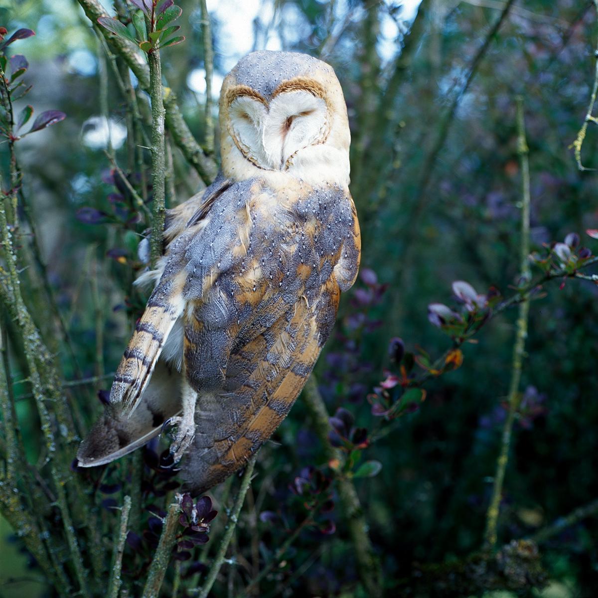 MLIESSE_CONFITURES_010